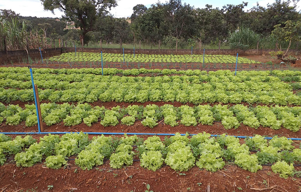 Plantação utiliza sistema de gotejamento na irrigação